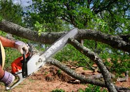 Best Tree Risk Assessment  in Lochmoor Waterway Estates, FL